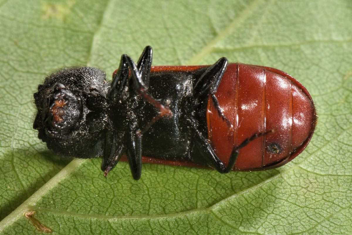 Bostrichidae: Bostrichus capucinus